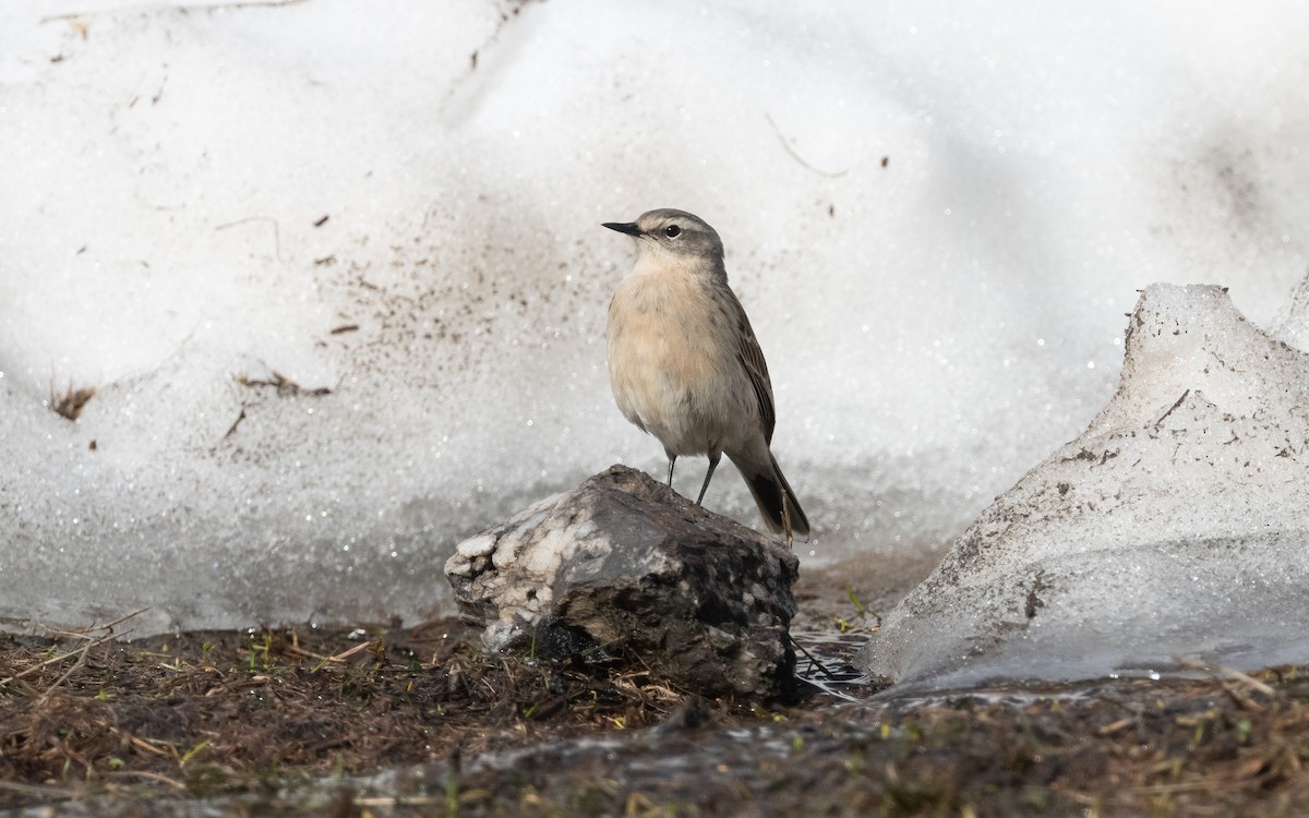 Water Pipit (Caucasian) - ML620850761