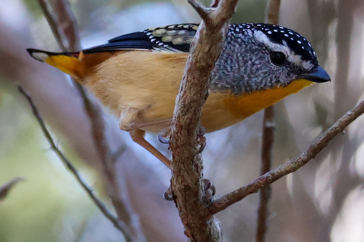 Spotted Pardalote - ML620850762