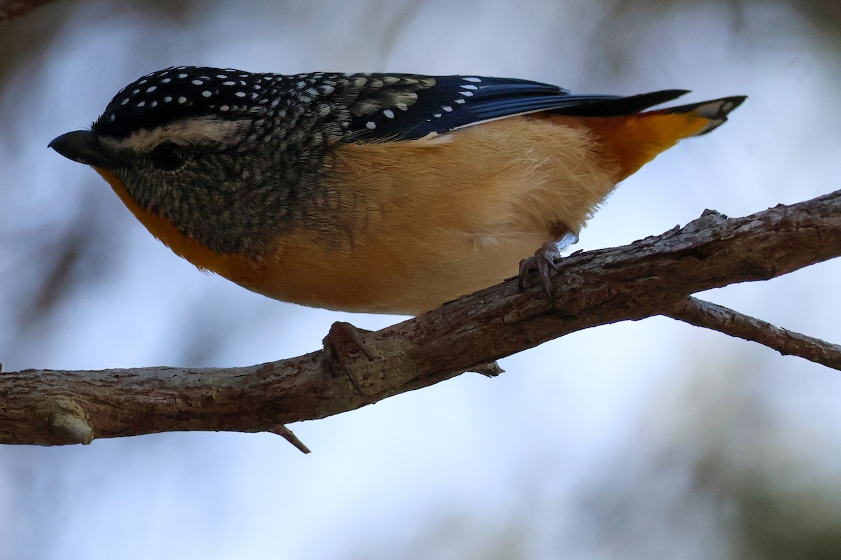 Spotted Pardalote - ML620850763