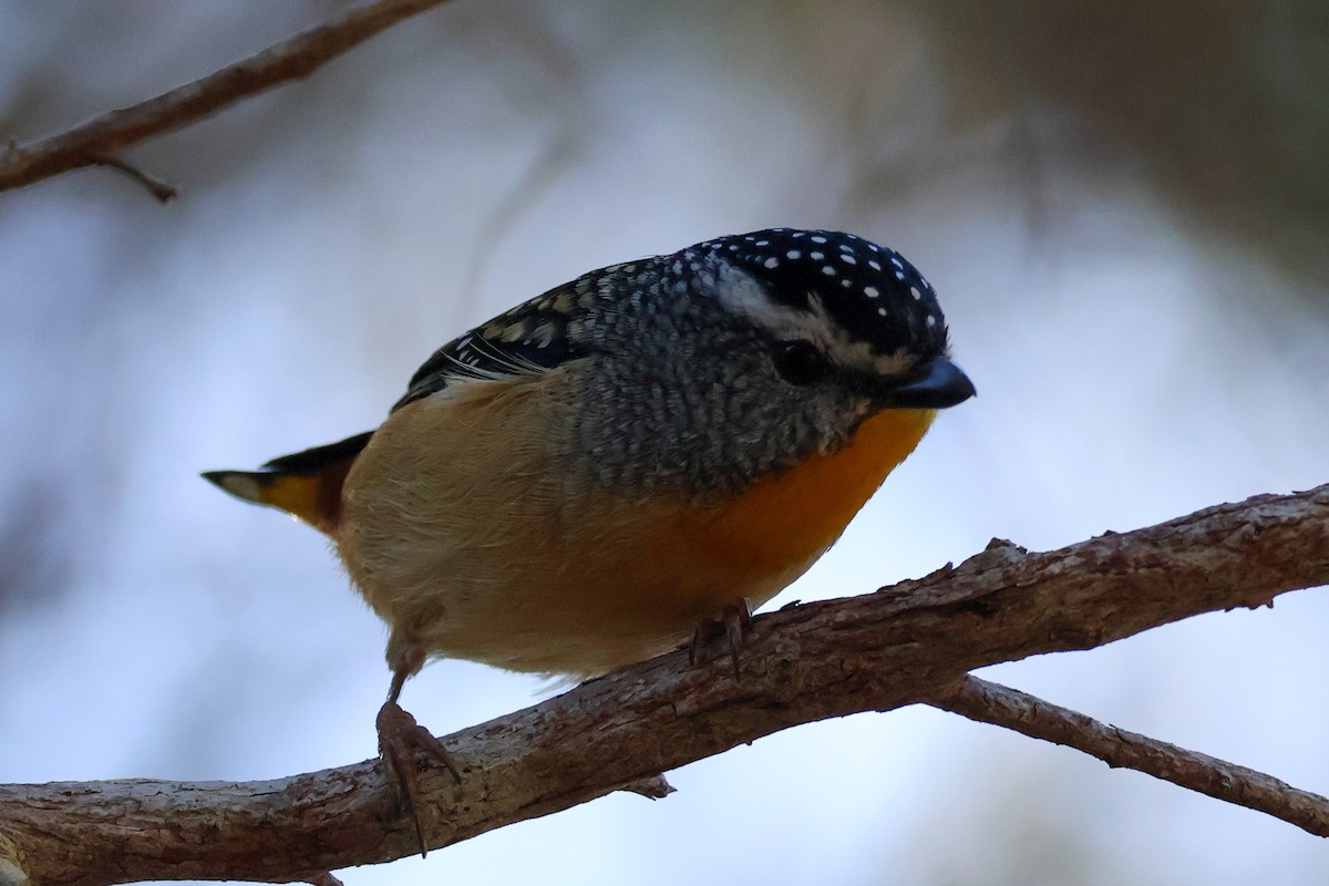 Spotted Pardalote - ML620850764