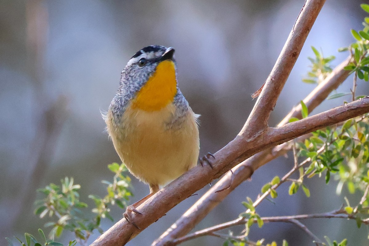 Spotted Pardalote - ML620850765