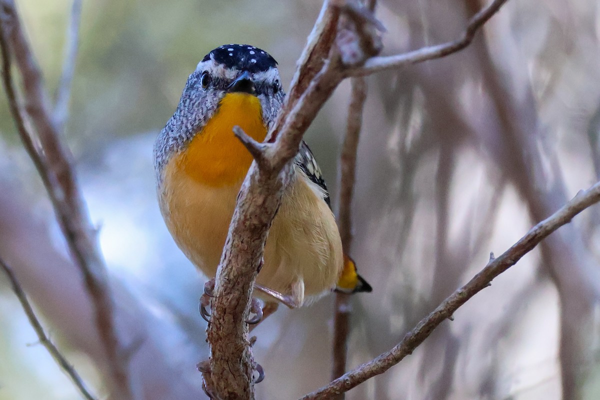 Spotted Pardalote - ML620850766