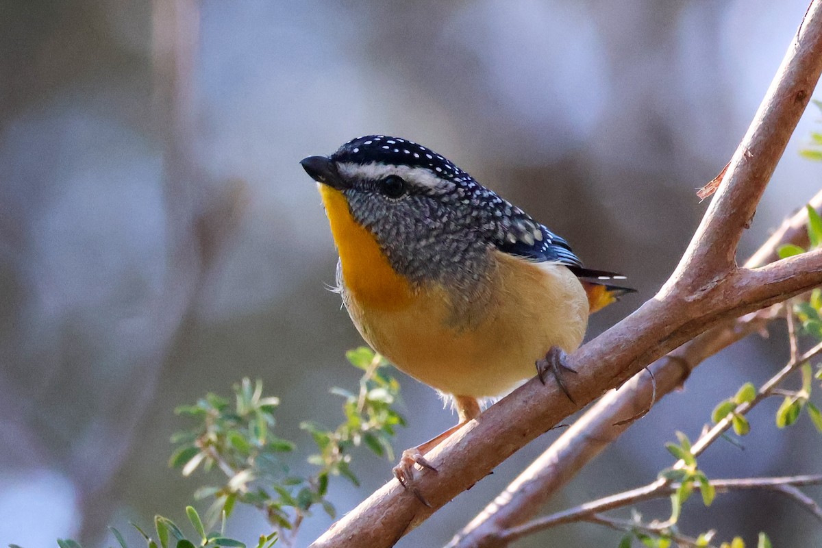 Spotted Pardalote - ML620850767