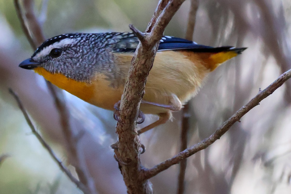 Spotted Pardalote - ML620850768