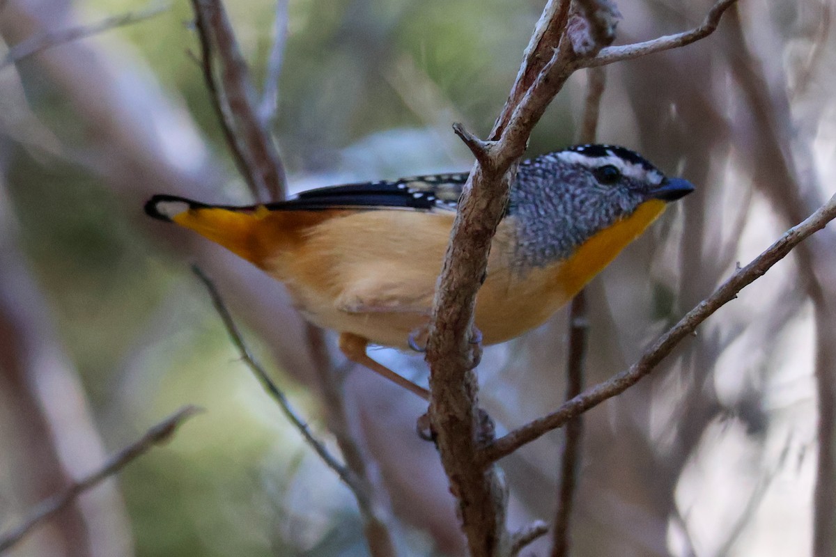 Spotted Pardalote - ML620850769