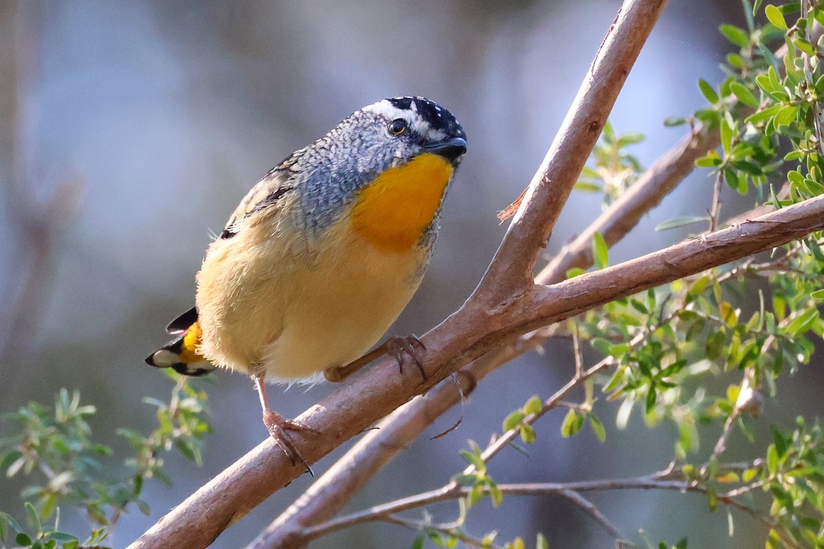 Spotted Pardalote - ML620850770