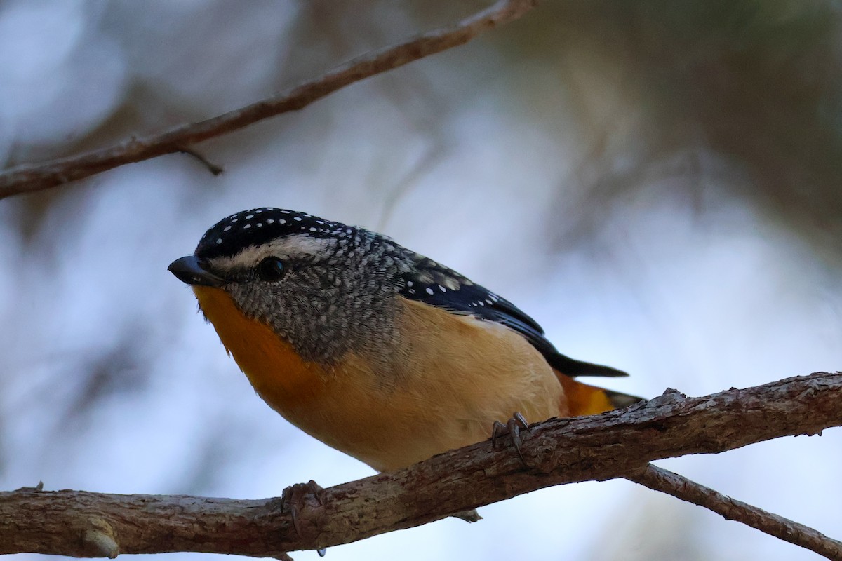 Spotted Pardalote - ML620850771