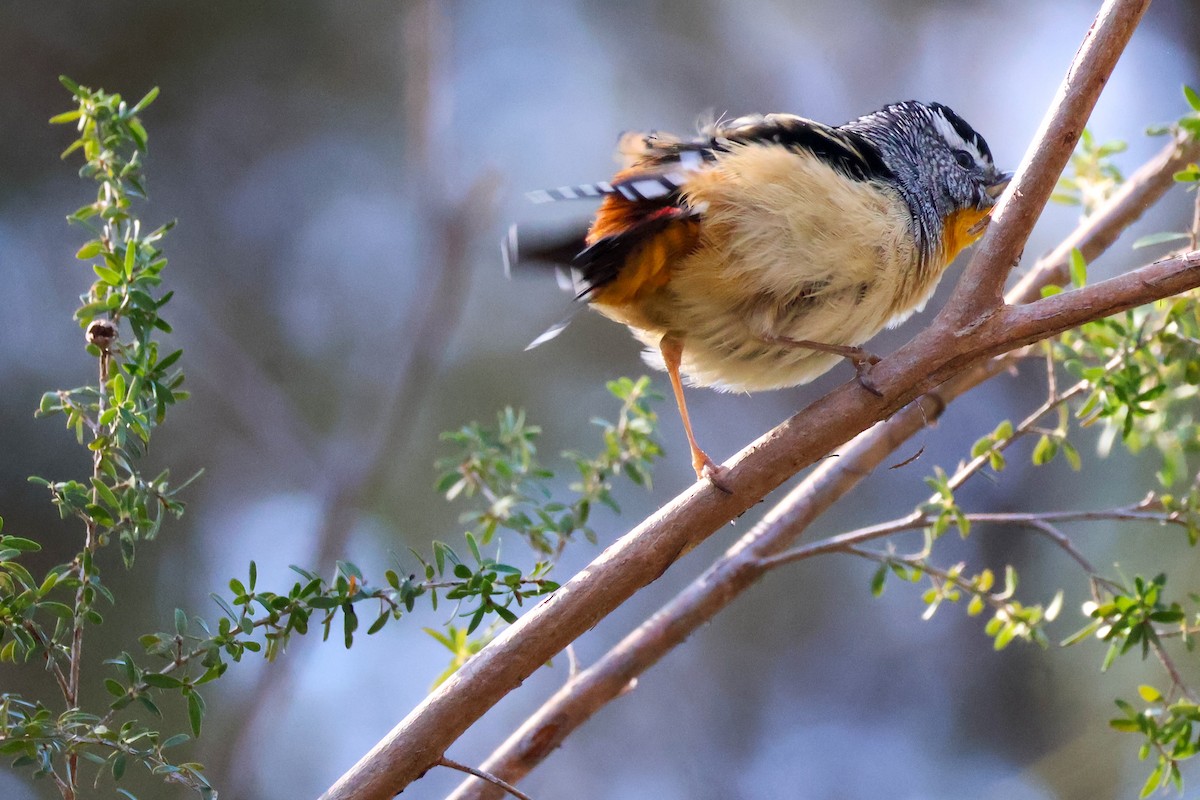 Spotted Pardalote - ML620850772