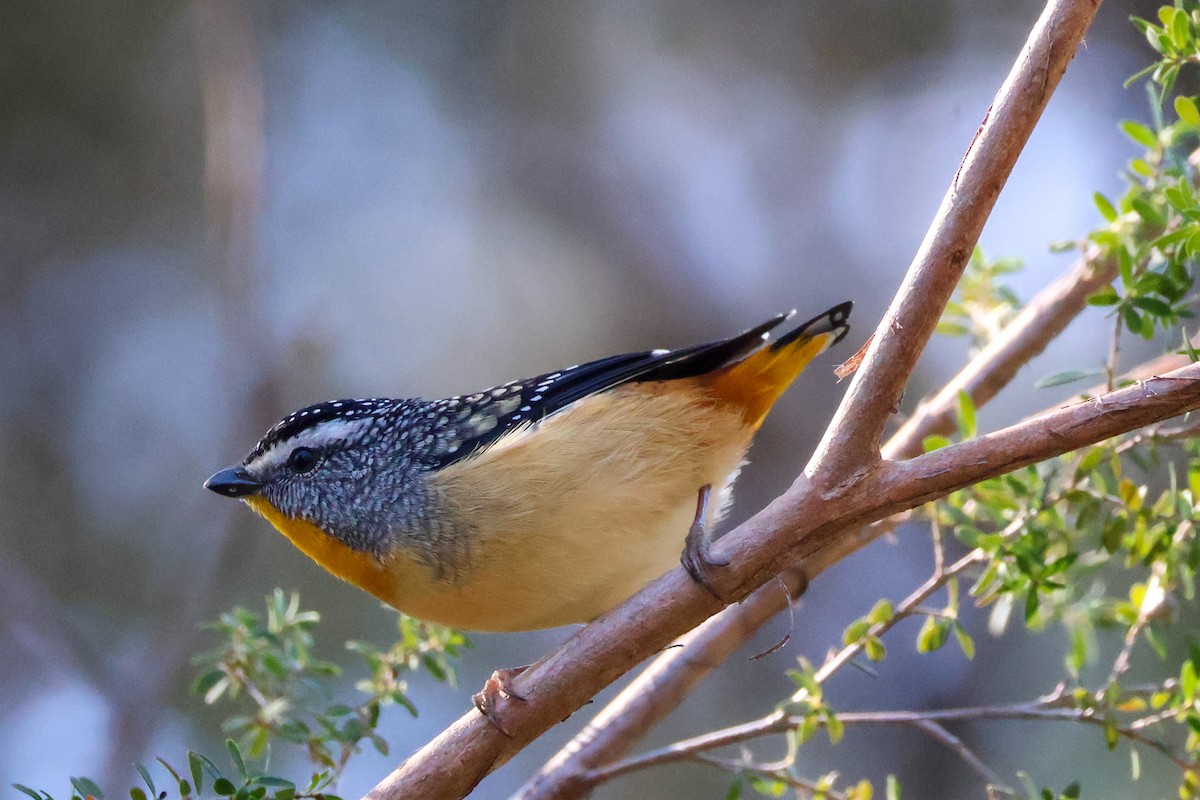 Spotted Pardalote - Sonia Boughton