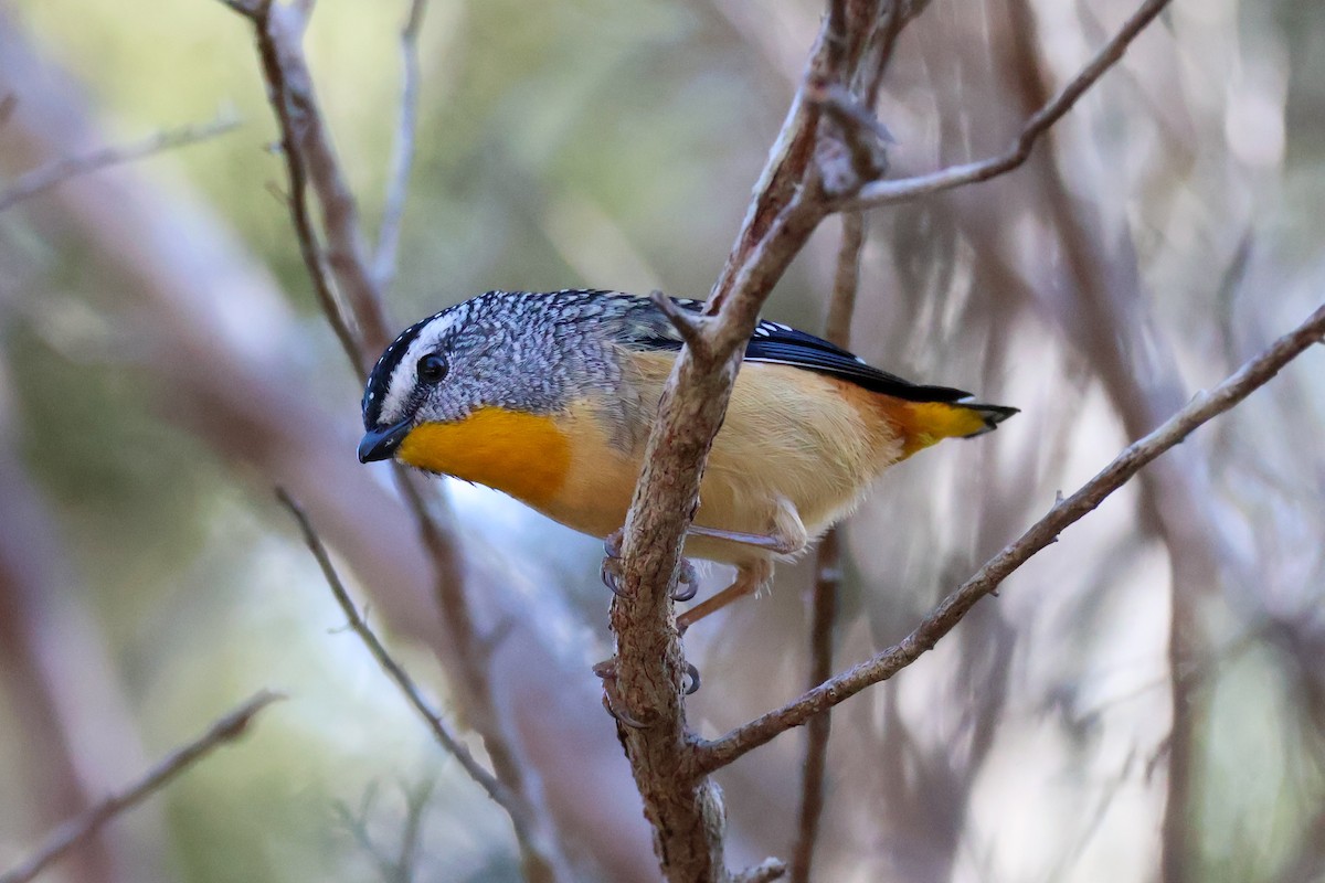 Spotted Pardalote - Sonia Boughton