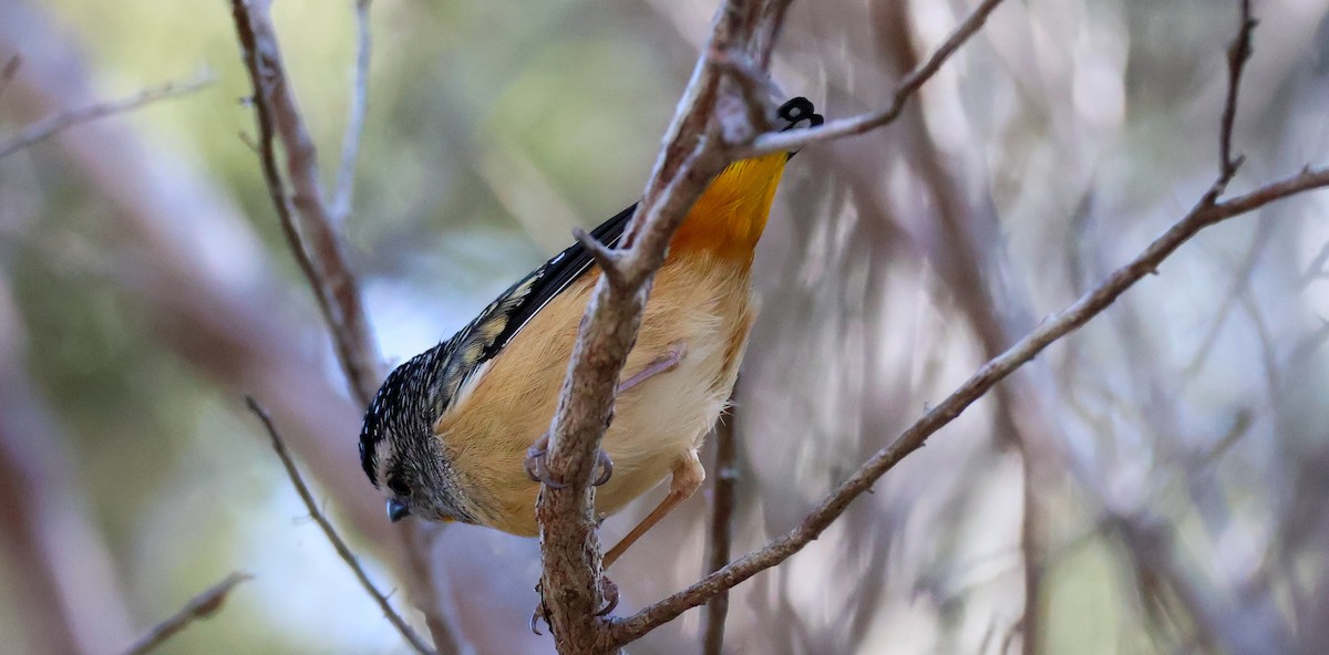 Spotted Pardalote - ML620850775