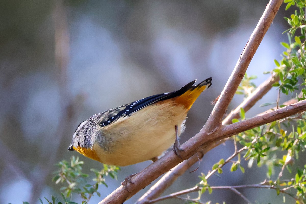 Spotted Pardalote - ML620850776