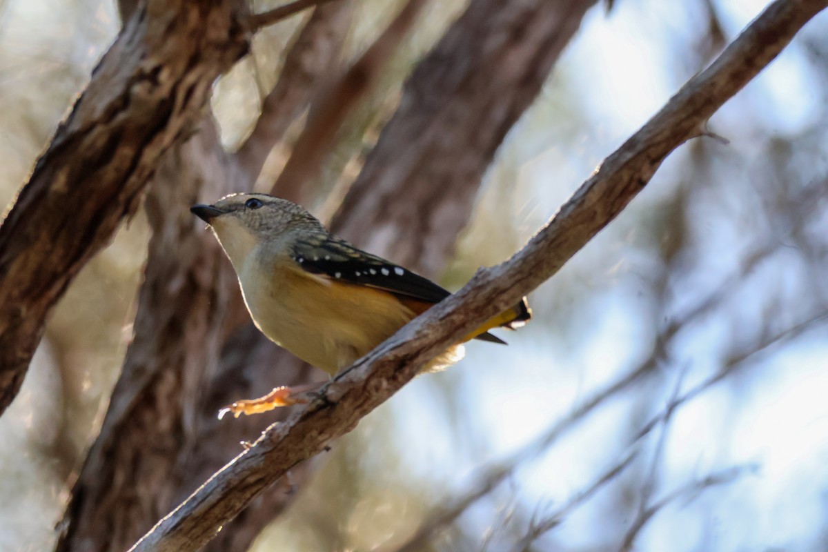 Spotted Pardalote - ML620850777