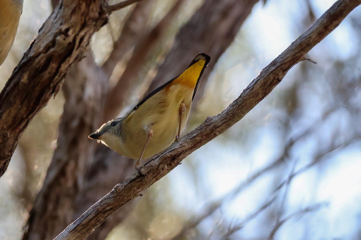 Spotted Pardalote - ML620850778