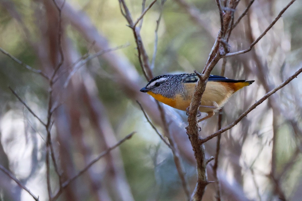 Spotted Pardalote - ML620850779