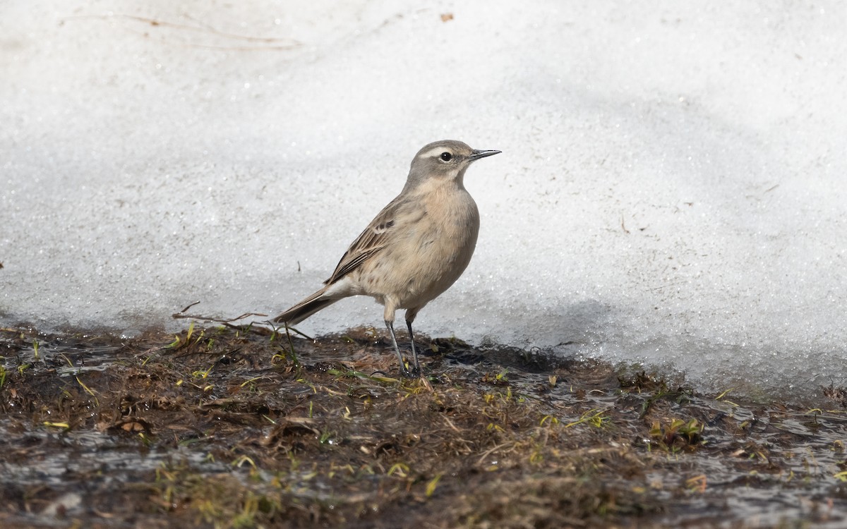 Water Pipit (Caucasian) - ML620850780