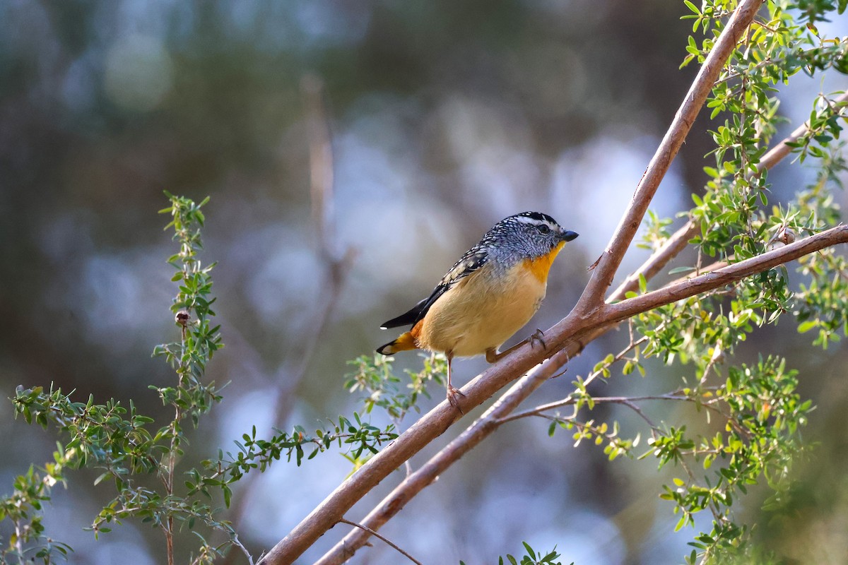 Spotted Pardalote - ML620850781