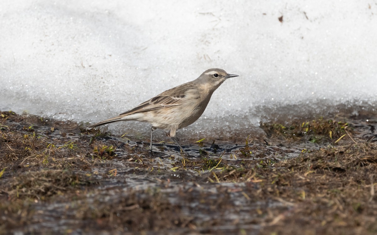 Water Pipit (Caucasian) - ML620850782