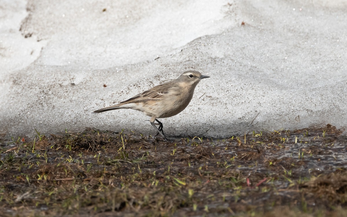 Water Pipit (Caucasian) - ML620850787