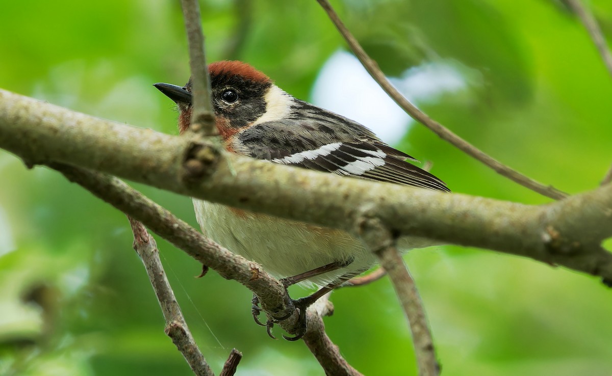Bay-breasted Warbler - ML620850791