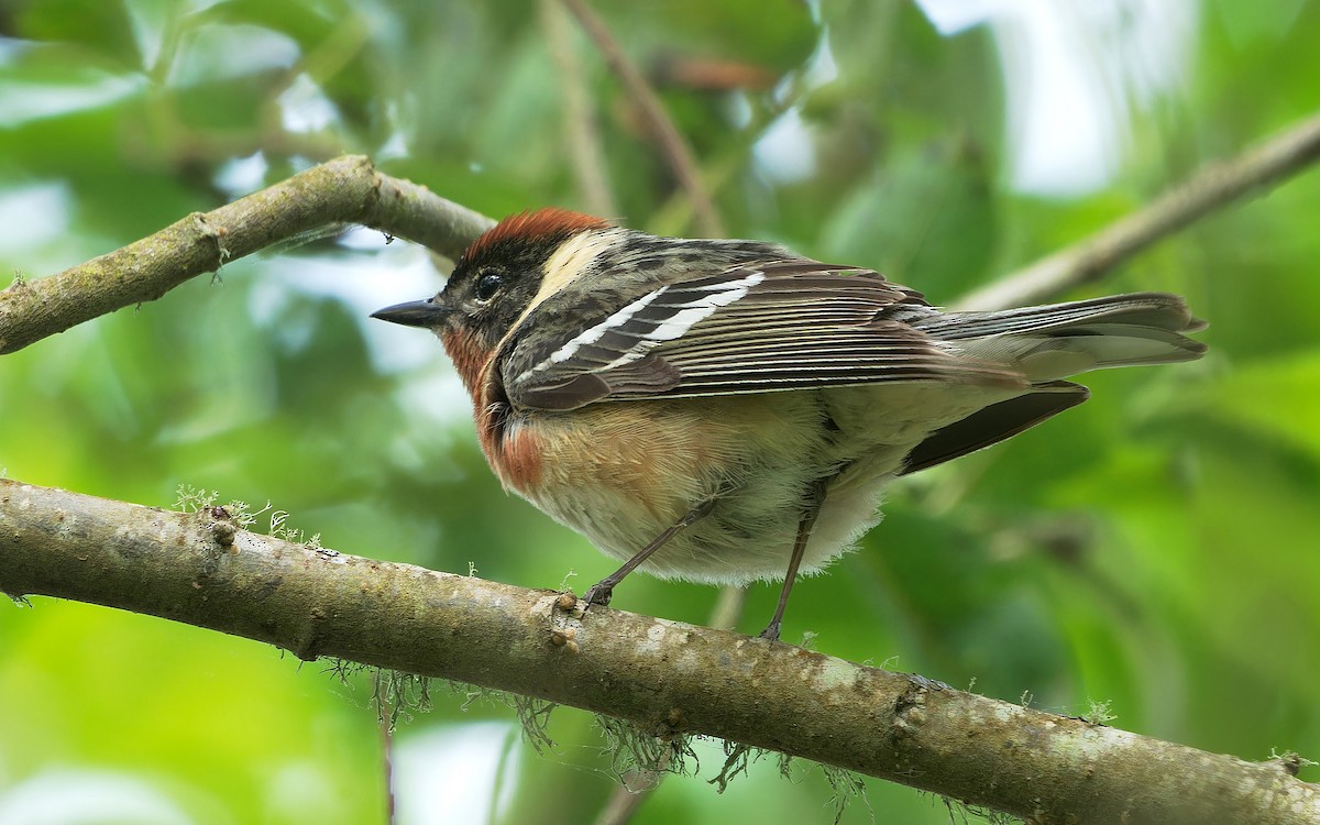 Bay-breasted Warbler - ML620850796