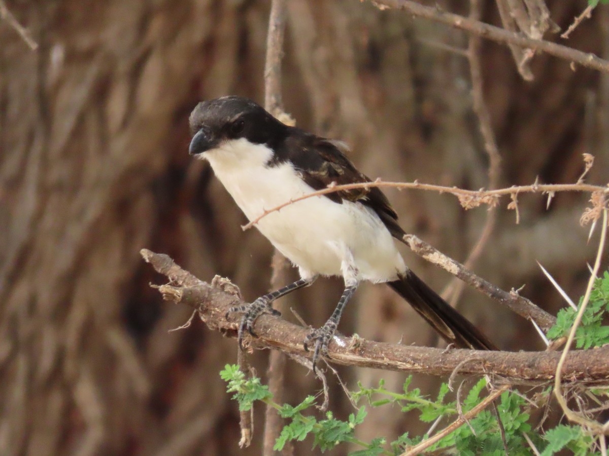 Long-tailed Fiscal - ML620850831