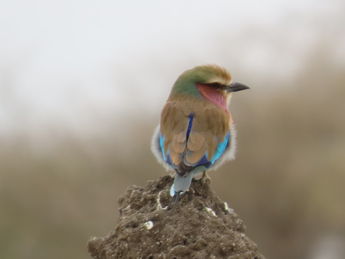 Lilac-breasted Roller - ML620850834