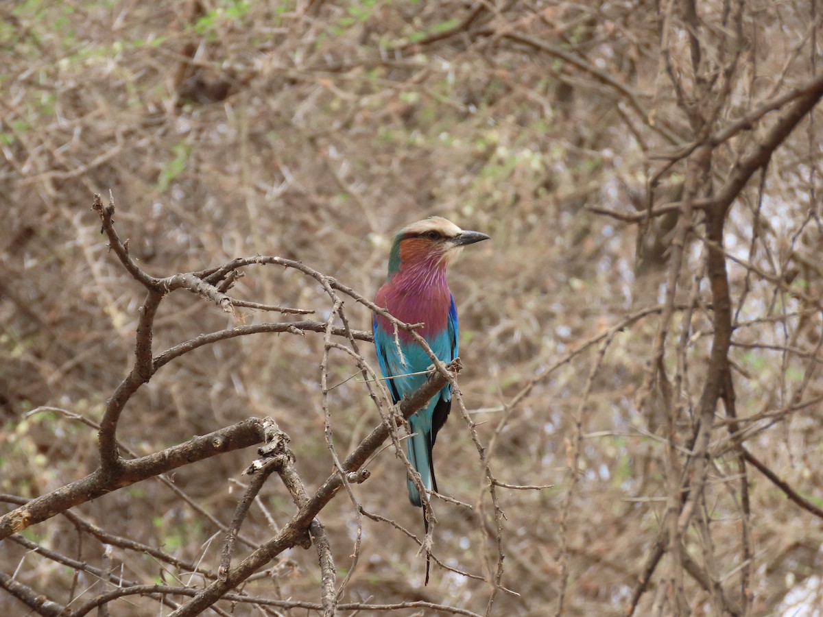Lilac-breasted Roller - ML620850835