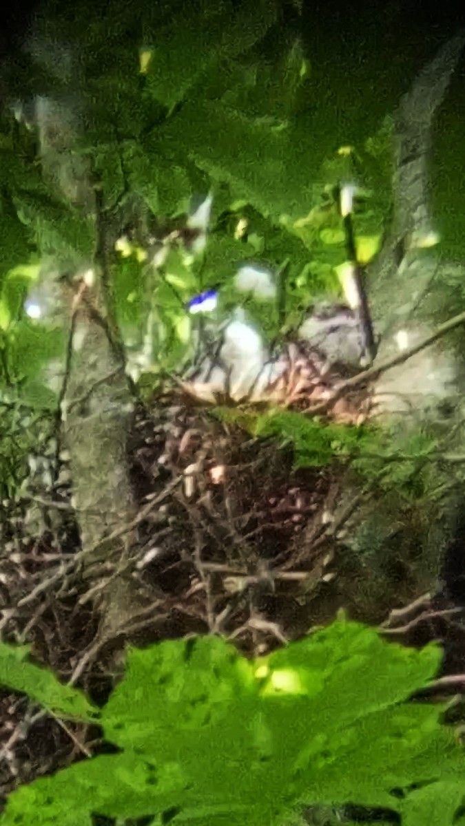 Eurasian Sparrowhawk - ML620850841