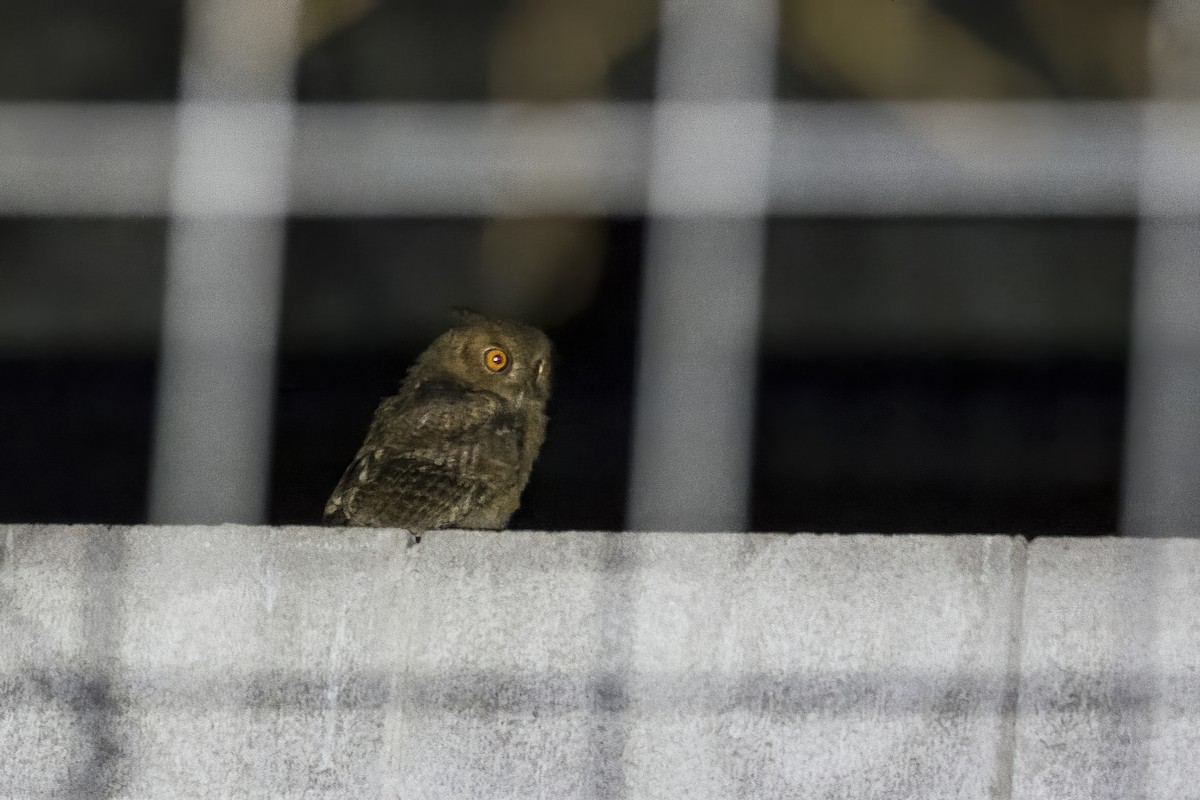 Japanese Scops-Owl - ML620850844