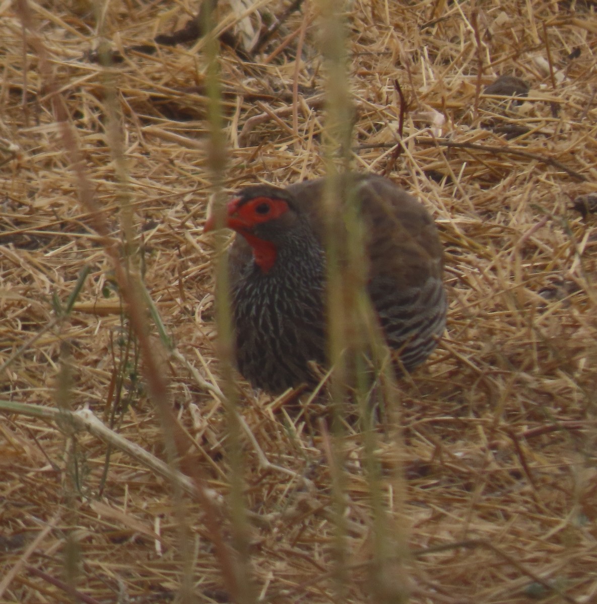 Red-necked Spurfowl - ML620850847