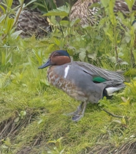 Green-winged Teal - ML620850852