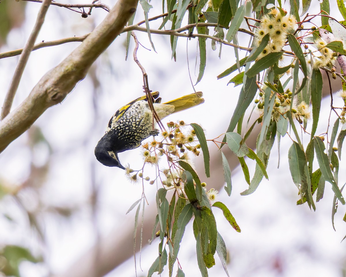Regent Honeyeater - ML620850877