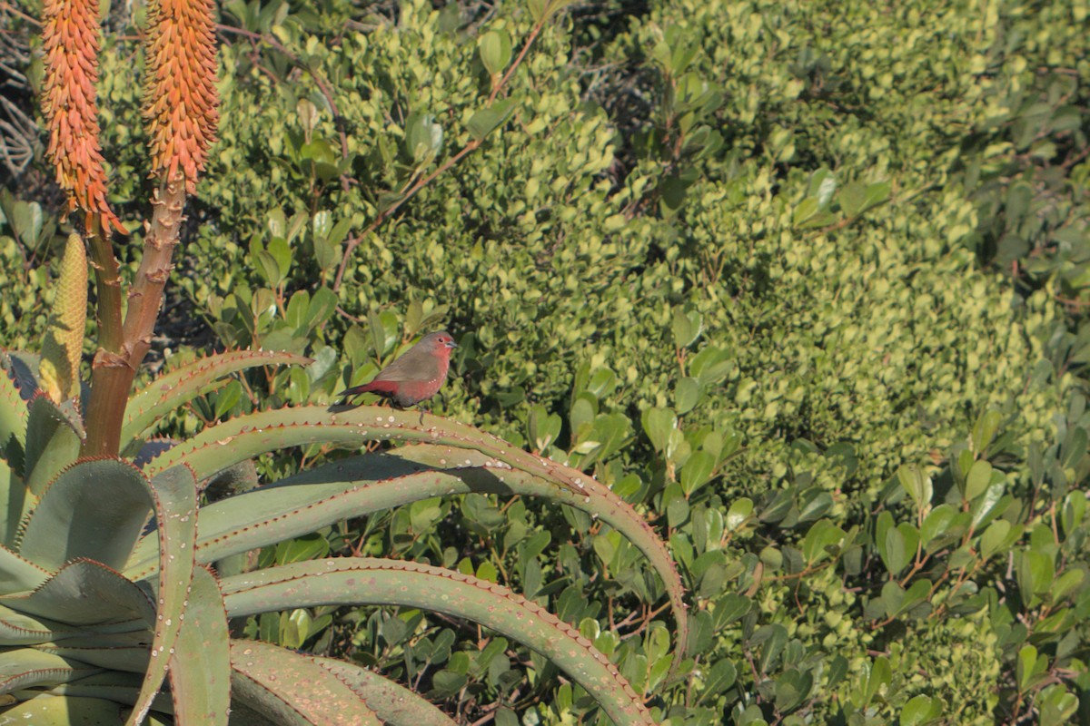 African Firefinch - ML620850879