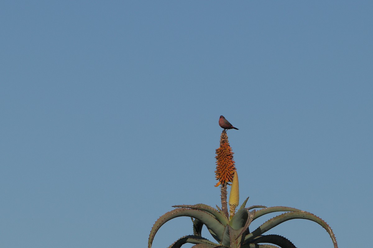 African Firefinch - ML620850880