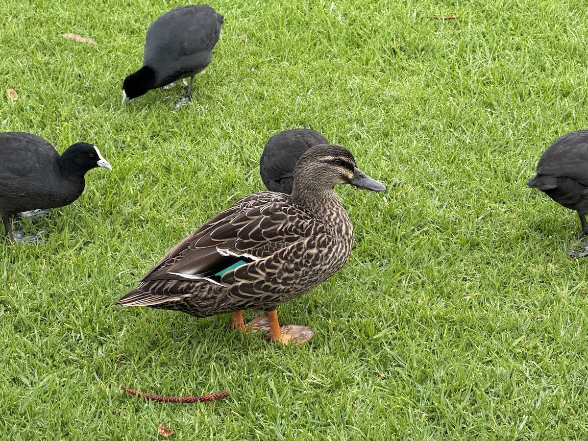 Mallard x Pacific Black Duck (hybrid) - Arthur Ferguson