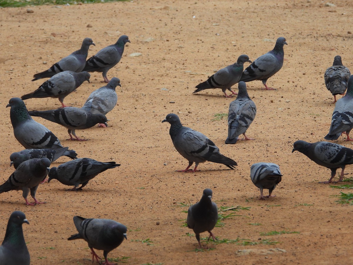 Rock Pigeon (Feral Pigeon) - ML620850906