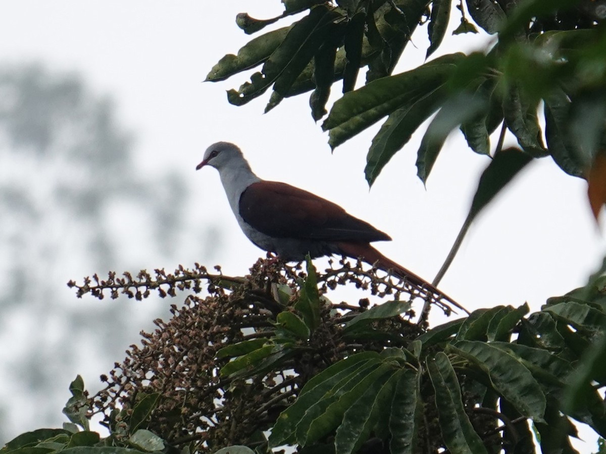 Great Cuckoo-Dove - ML620850918