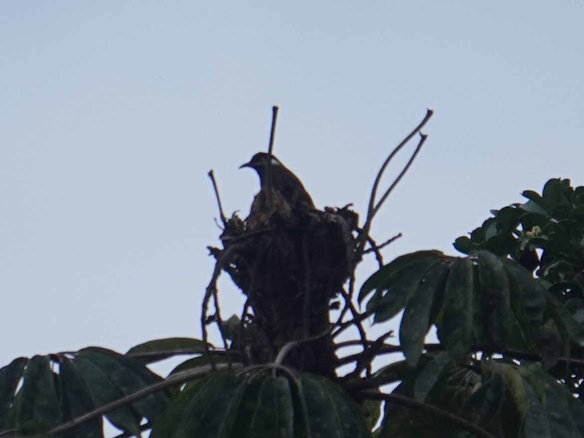 Black-throated Honeyeater - ML620850921