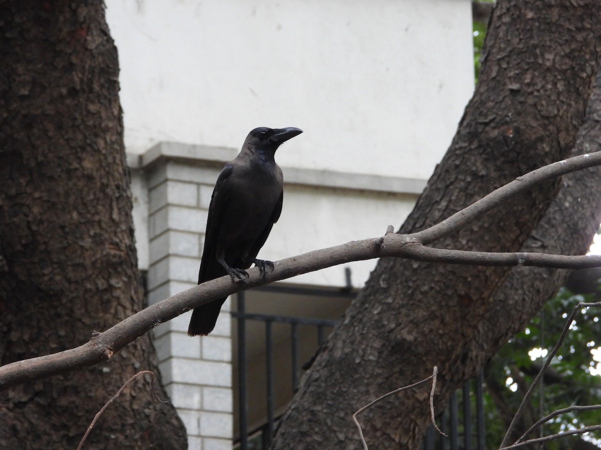 House Crow - Vidhya Sundar