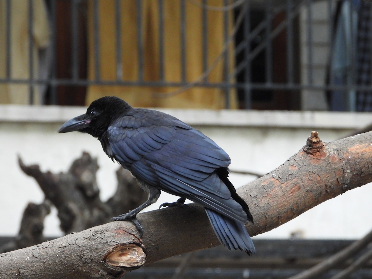 Large-billed Crow - ML620850928