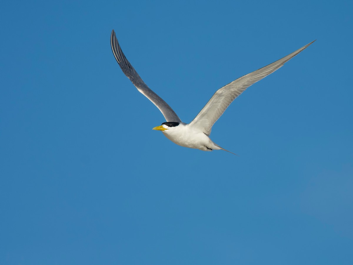 Great Crested Tern - ML620850951