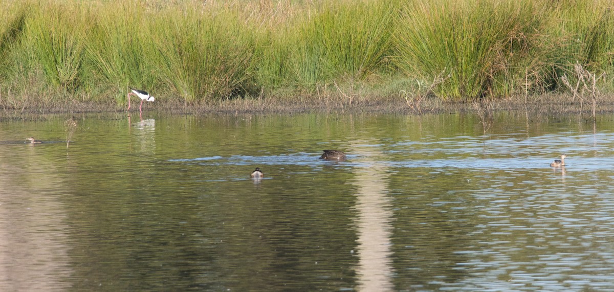 Australasian Grebe - ML620850974