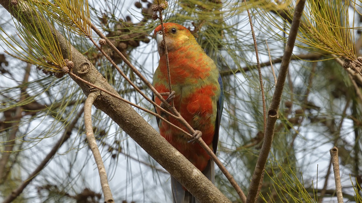 Western Rosella - Elaine Rose