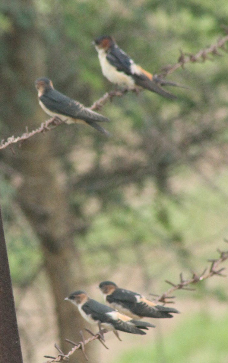 Red-rumped Swallow - ML620850985