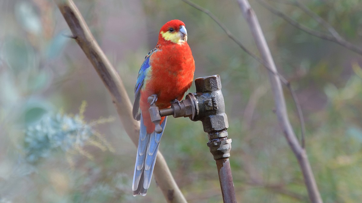 Western Rosella - Elaine Rose