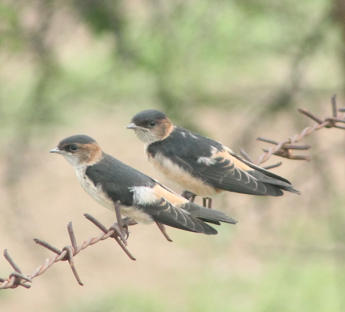 Red-rumped Swallow - ML620850988