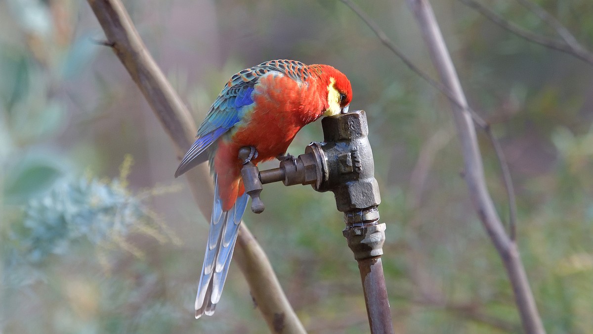 Western Rosella - ML620850991