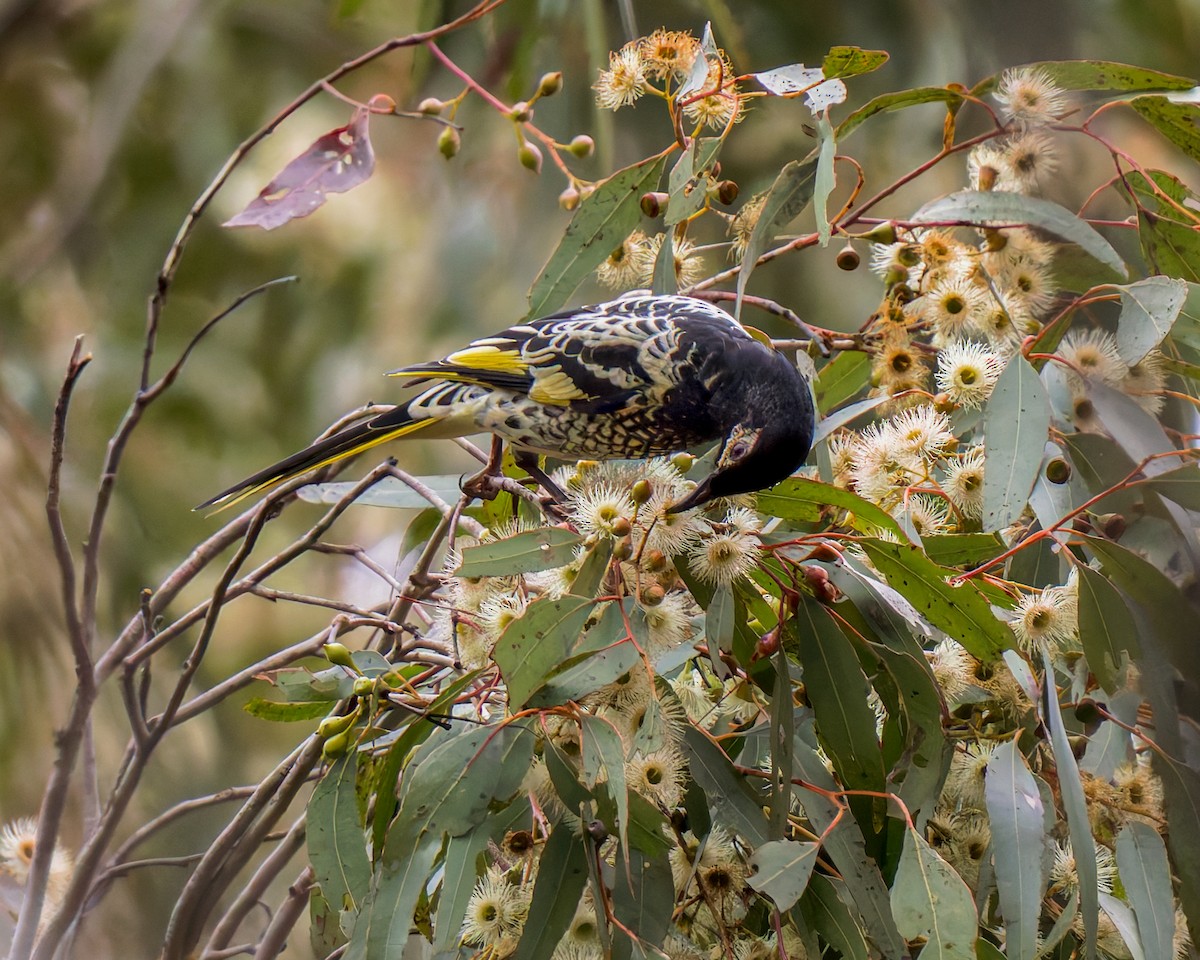 Regent Honeyeater - ML620850994