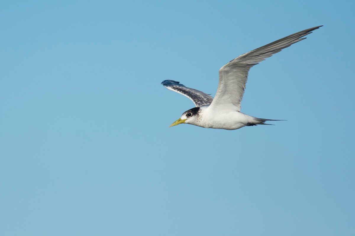 Great Crested Tern - ML620851018